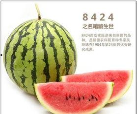 宁夏网红说自己吃瓜,揭秘吃瓜背后的故事