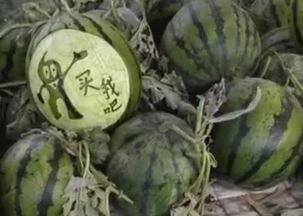 滨州吃瓜网红是谁啊视频