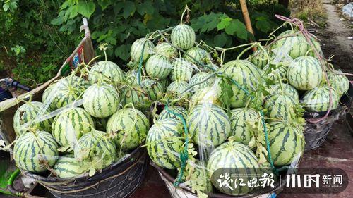 滨州吃瓜网红是谁啊视频