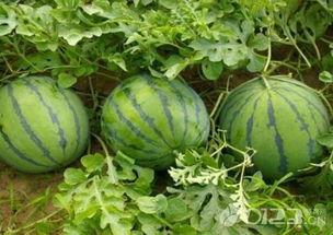 吃瓜网吃瓜网官网,带你领略网络吃瓜文化的魅力