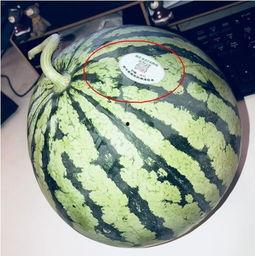 满背网红吃瓜,满背网红背后的故事