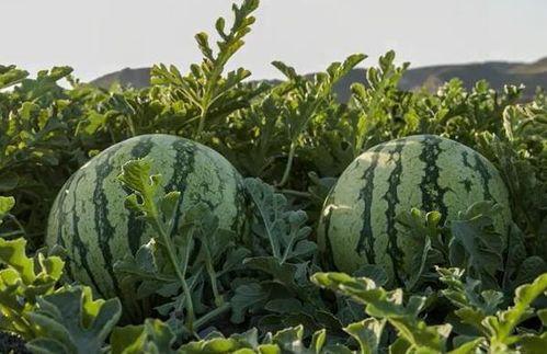 买吃瓜视频网红有哪些,揭秘热门视频背后的吃瓜高手