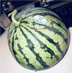 伦敦吃瓜网红是谁,街头美食背后的故事