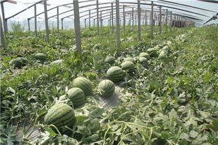 东北网红吃瓜群众