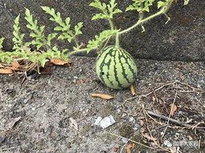 网红吃瓜视频怎么找,揭秘网红吃瓜视频背后的制作奥秘