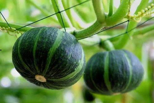 正能量网红吃瓜图片大全