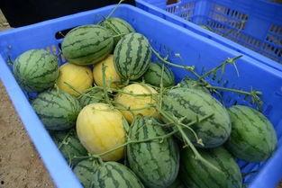 qq群吃的网红瓜