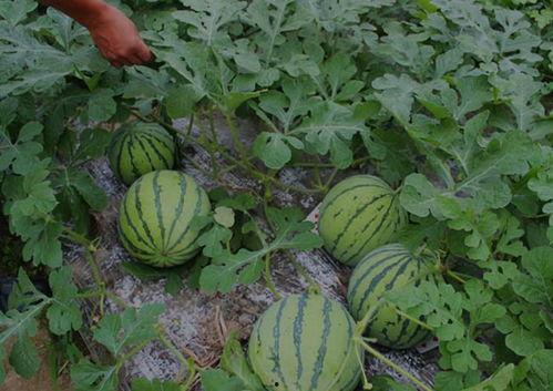 山西怀仁网红吃瓜后续,真相大白，后续发展引关注