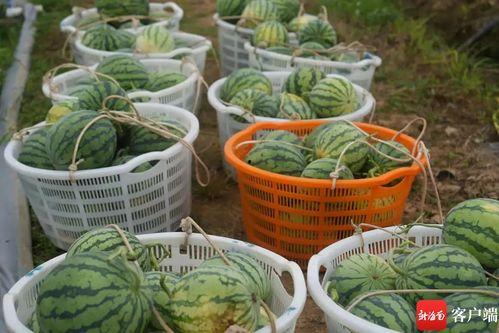 吃瓜网官网中心,带你走进网络娱乐资讯的内核世界