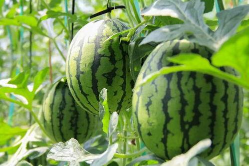 吃瓜网官网中心,带你走进网络娱乐资讯的内核世界