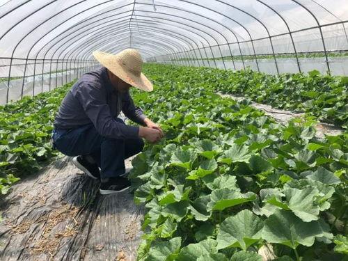 上海二中吃瓜网,吃瓜群众的法律视角