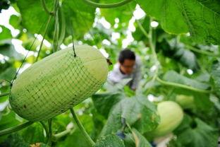 上海二中吃瓜网,吃瓜群众的法律视角