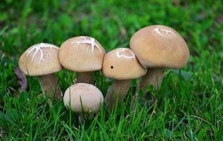 17c黑蘑菇吃瓜官网,揭秘网络潮流美食的神秘魅力