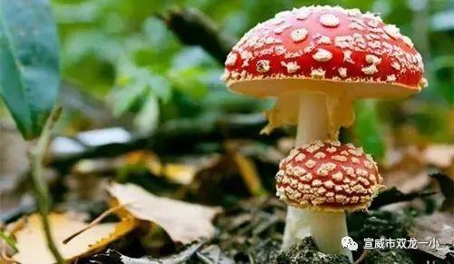 17c黑蘑菇吃瓜官网,揭秘网络潮流美食的神秘魅力