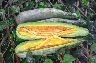 网红吃瓜真假对比,真假难辨，揭秘网络舆论背后的真相