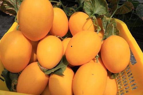 吃瓜网红乐乐,揭秘娱乐圈幕后故事