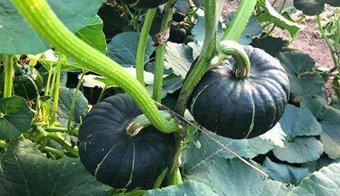 帕尔维纳吃瓜网红事件,揭秘网络舆论的狂欢与反思