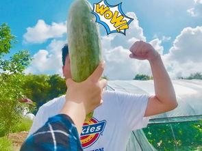 吃瓜群众瓜哥网红是谁啊