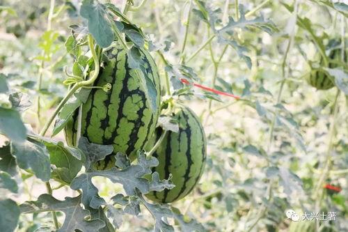 最新吃瓜聚集地网红,揭秘最新吃瓜热点