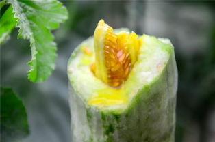 最新吃瓜聚集地网红,揭秘最新吃瓜热点